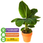 The Tropicana Banana (Super Dwarf Cavendish) by Wellspring Gardens is shown in an orange pot, ideal for indoor containers. It produces edible fruit, thrives in USDA zones 8-11, prefers 3-1-6 fertilizer, and goes dormant in winter.