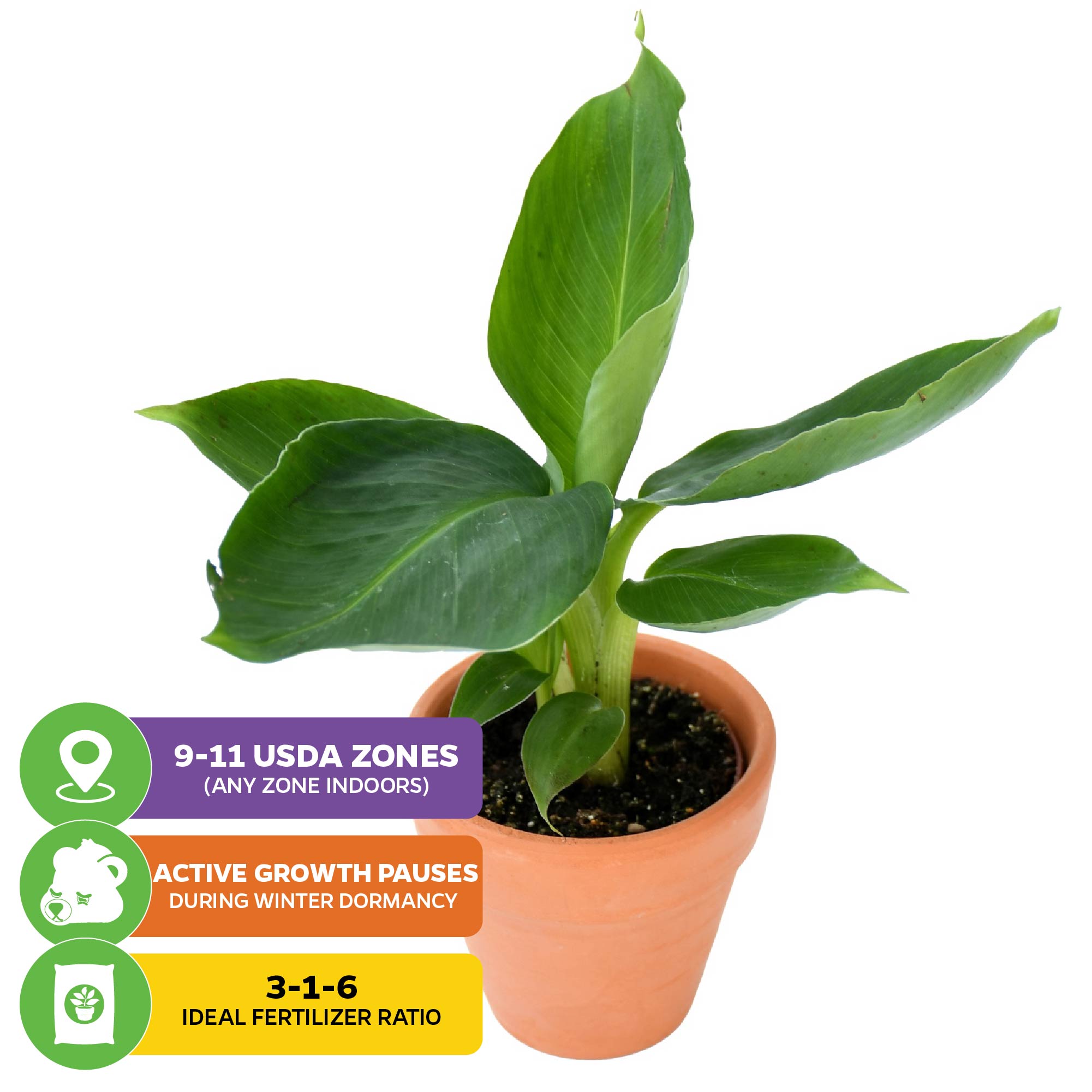 The Truly Tiny Banana - Musa from Wellspring Gardens thrives in 9-11 USDA Zones (or indoors), pauses growth in winter dormancy, and prefers a 3-1-6 fertilizer. Enjoy this cute, edible banana plant at home!.