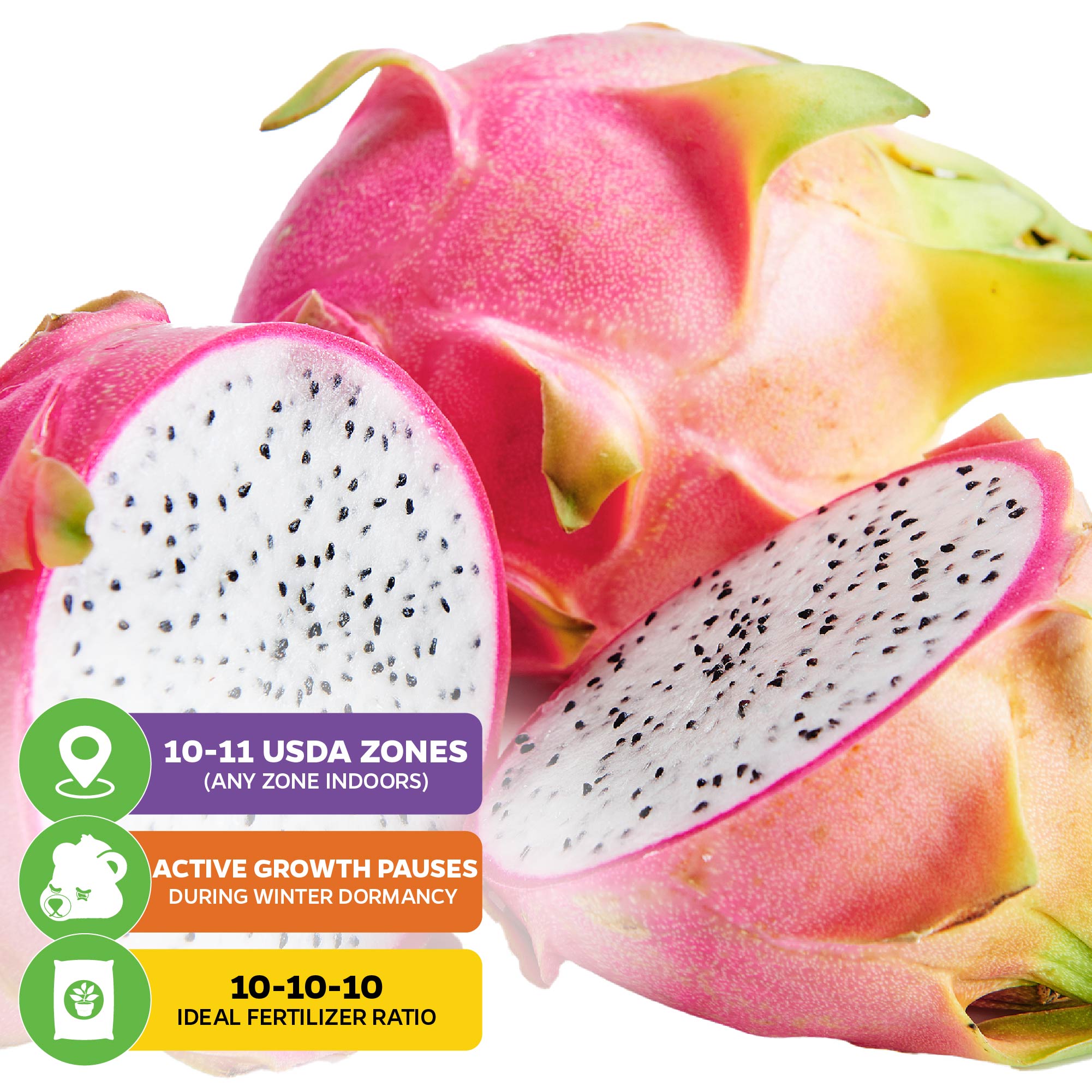 Close-up of a sliced Vietnamese Jaina White Dragon Fruit (Hylocereus undatus) from Wellspring Gardens. Overlay icons show USDA zones 10–11, winter dormancy, and recommend a 10-10-10 fertilizer for this exotic fruit.