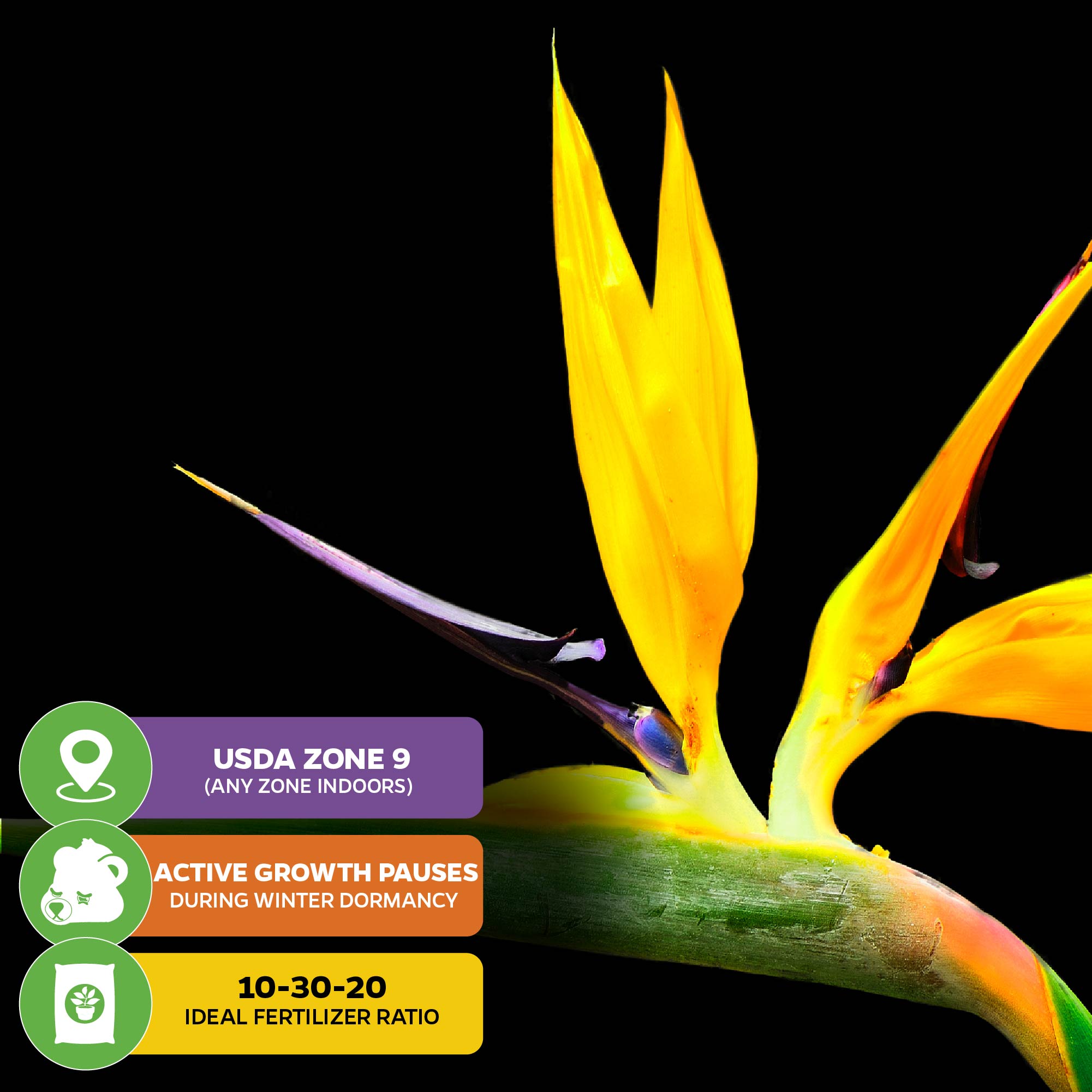 Wellspring Gardens’ Mandela's Gold Bird of Paradise (Golden Yellow) is a perennial with three key features: USDA Zone 9 or any zone indoors, winter dormancy pauses growth, and thrives in containers with 10-30-20 fertilizer.