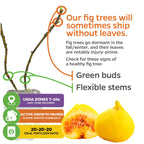 Infographic of Wellspring Gardens’ Yellow Long Neck Fig (Ficus carica) with bare branches, green buds, and honey-sweet fruit. Text notes self-pollinating trees may ship leafless in winter dormancy and lists healthy tree signs and care tips.