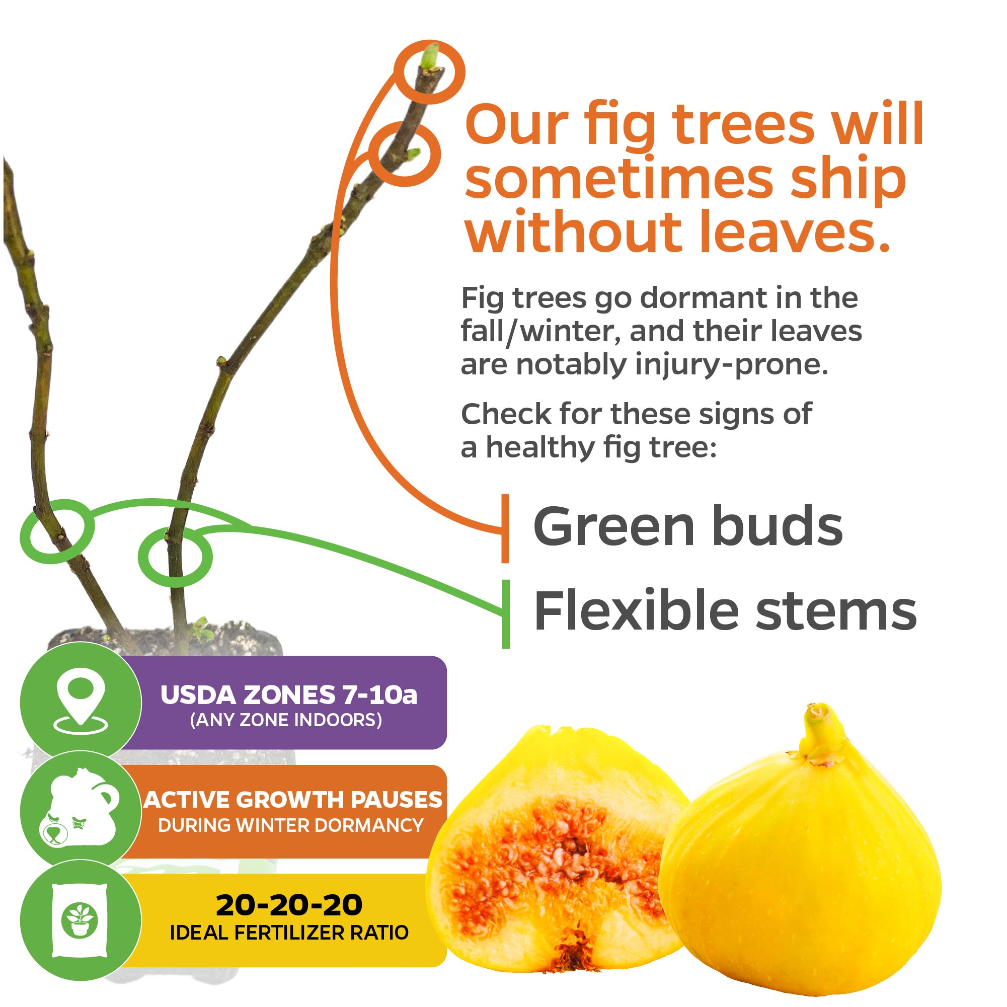 Infographic of Wellspring Gardens’ Yellow Long Neck Fig (Ficus carica) with bare branches, green buds, and honey-sweet fruit. Text notes self-pollinating trees may ship leafless in winter dormancy and lists healthy tree signs and care tips.