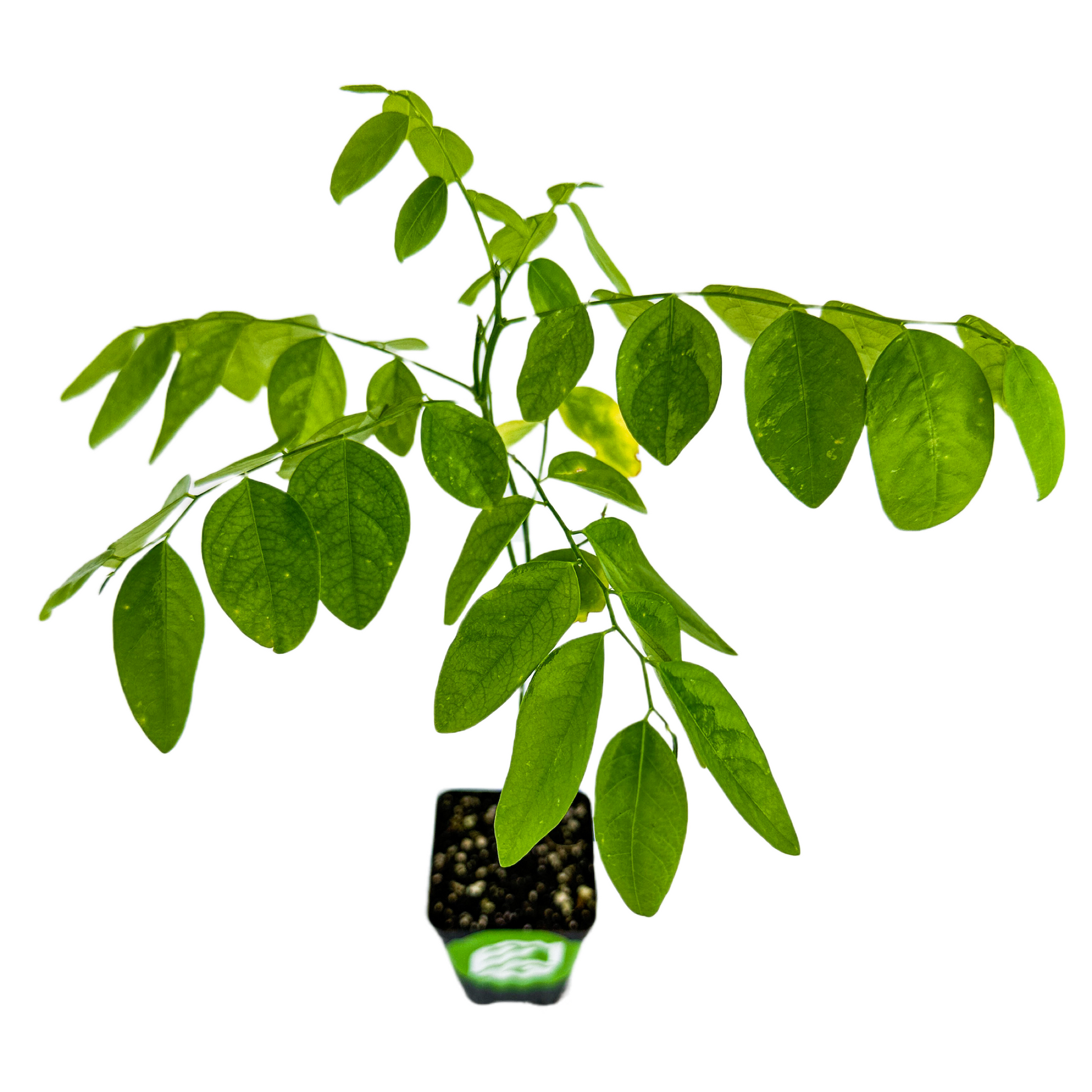 Katuk (Sweetleaf Bush) - Sauropus androgynus