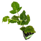 A young Sweet-Ark™ Caddo Blackberry (Rubus) plant from Wellspring Gardens, with jagged leaves, grows in a small black plastic pot of soil, isolated on a white background.