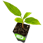 A young Shampoo Ginger (Awapuhi) - Zingiber zerumbet from Wellspring Gardens displays vibrant green leaves and a reddish stem in a black plastic pot with dark soil and white perlite, hinting at its natural hair care uses.