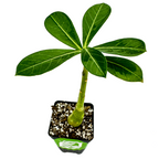 The Wellspring Gardens Desert Rose Border (Adenium obesum) is a small potted plant with a thick stem and six lush green leaves. Grown in soil with white perlite for drainage, it’s ideal as a vibrant natural bonsai against any setting.