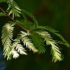 Close-up of a green conifer branch with needle-like leaves against a dark blurred background.