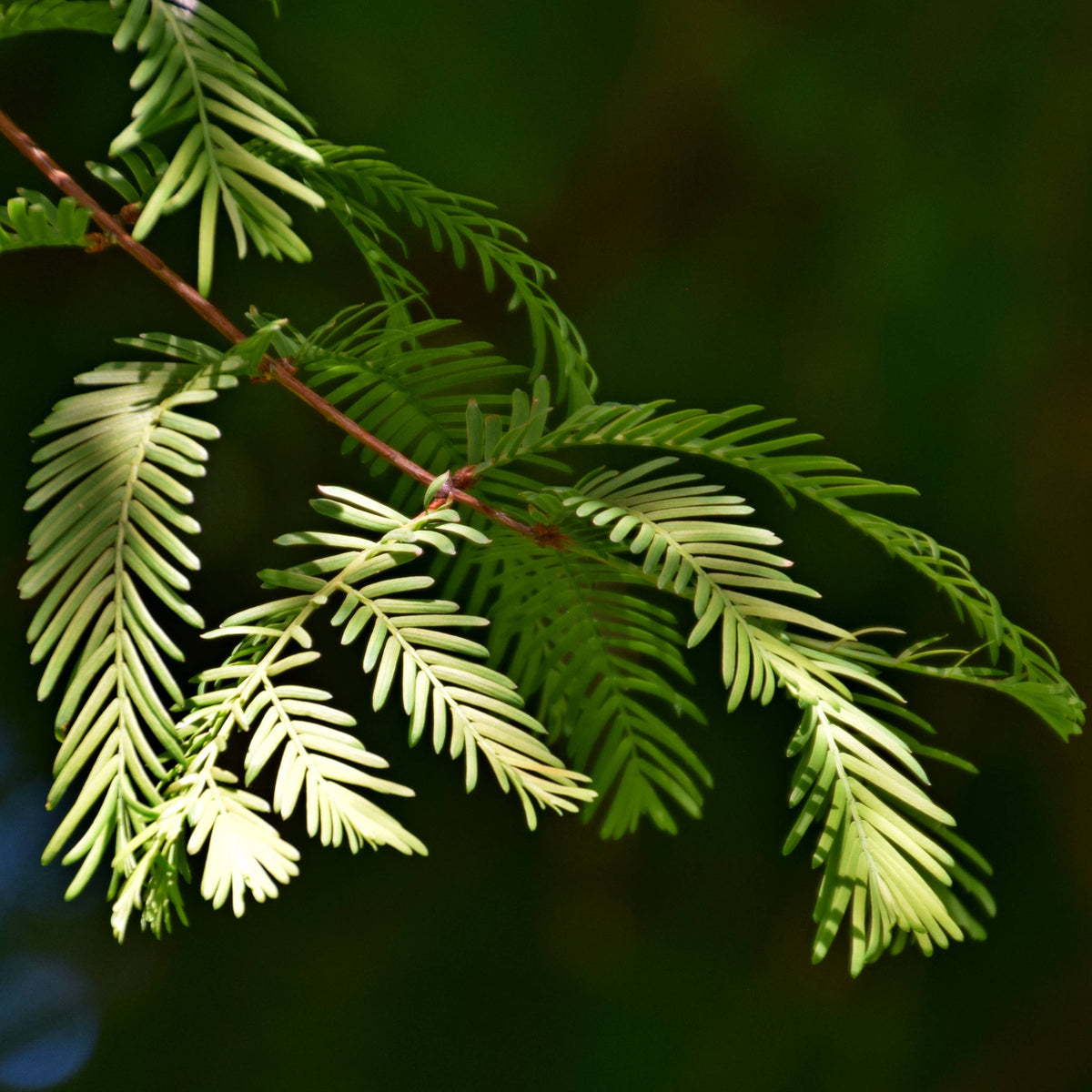 Close-up of a green conifer branch with needle-like leaves against a dark blurred background.