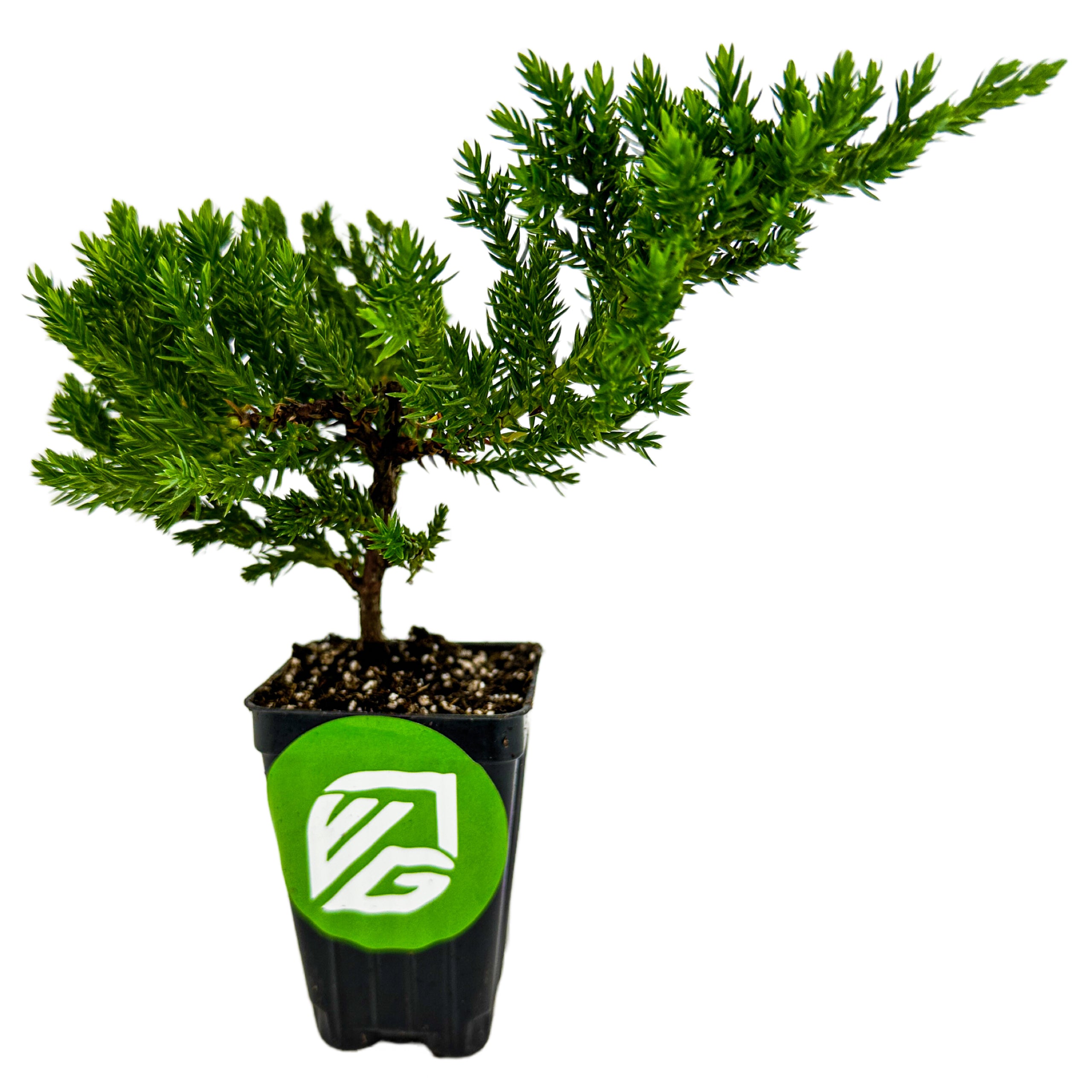 The Wellspring Gardens Dwarf Japanese Garden Juniper Pre-Bonsai (Juniperus procumbens ‘nana’) features dense green foliage in a black plastic pot with a round green and white logo, adding tranquility to any space.