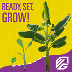 Three banana plants at various growth stages are shown against a yellow and purple background with “READY, SET, GROW!”—highlighting the benefits of Wellspring Gardens Liquid Banana Fuel Fertilizer (32 FL OZ). A stylized logo appears in the bottom right corner.