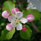 Close-up of pink and white flowers with green leaves on a blurred natural background