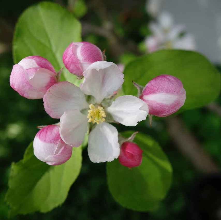 Close-up of pink and white flowers with green leaves on a blurred natural background