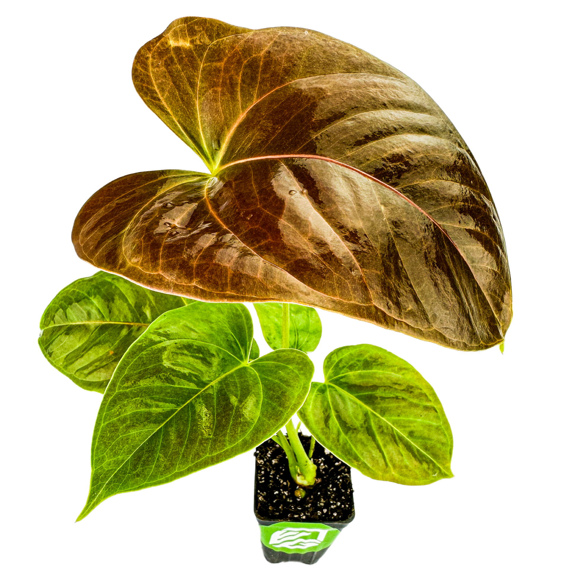 Anthurium Red Leaf - Anthurium