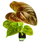 The Wellspring Gardens Anthurium Red Leaf features large, glossy, heart-shaped green leaves with a striking deep red top leaf. It comes potted in a small black container with visible soil and is photographed on a white background.