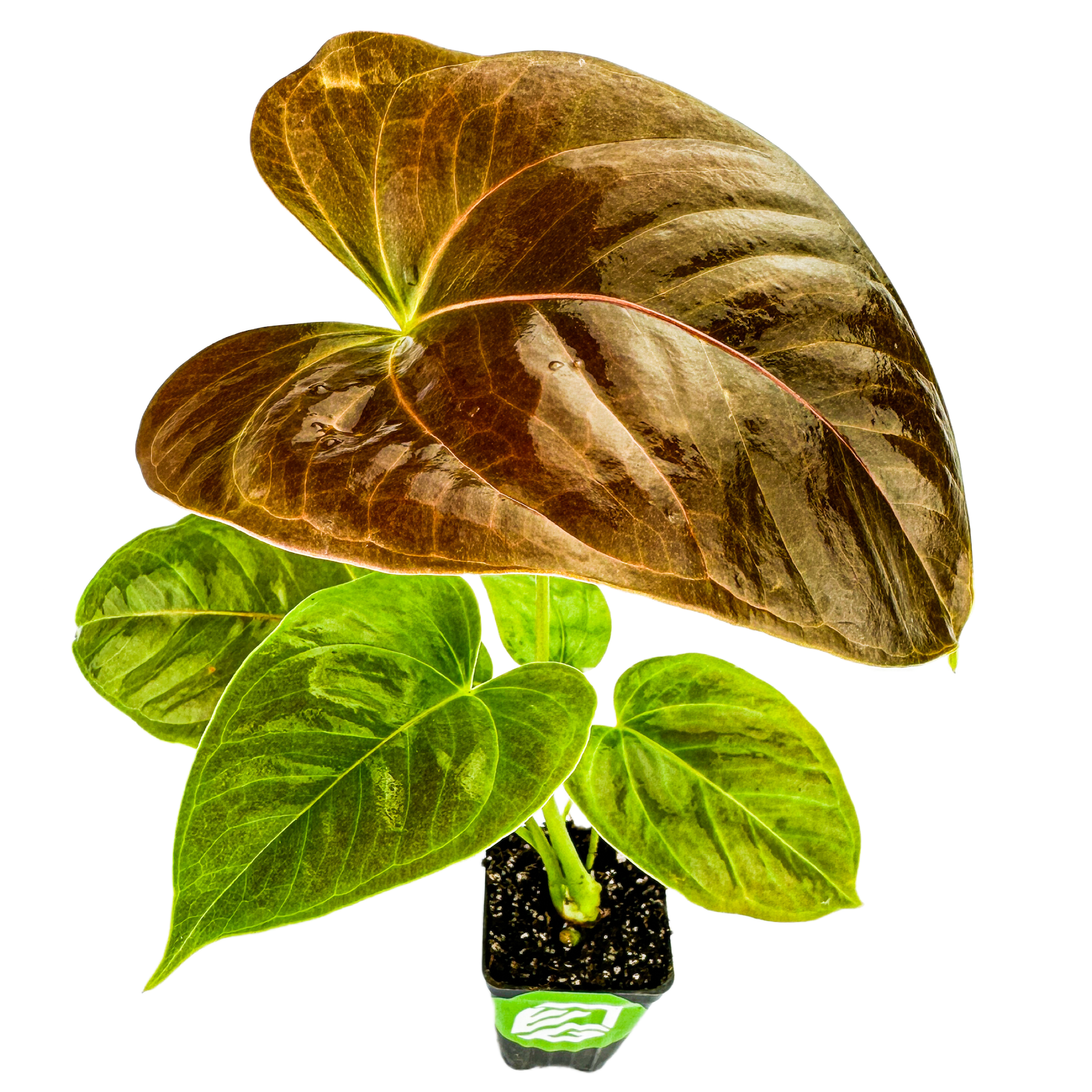 The Wellspring Gardens Anthurium Red Leaf features large, glossy, heart-shaped green leaves with a striking deep red top leaf. It comes potted in a small black container with visible soil and is photographed on a white background.