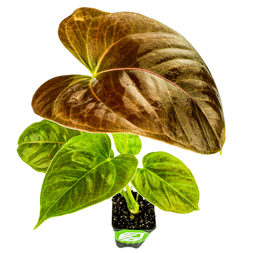 The Wellspring Gardens Anthurium Red Leaf features large, glossy, heart-shaped green leaves with a striking deep red top leaf. It comes potted in a small black container with visible soil and is photographed on a white background.