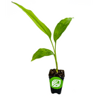 A Disney Hardy Ginger Lily (Hedychium coccineum) from Wellspring Gardens grows three slender green leaves in soil inside a black pot with a green label and white logo, set against a plain white background.