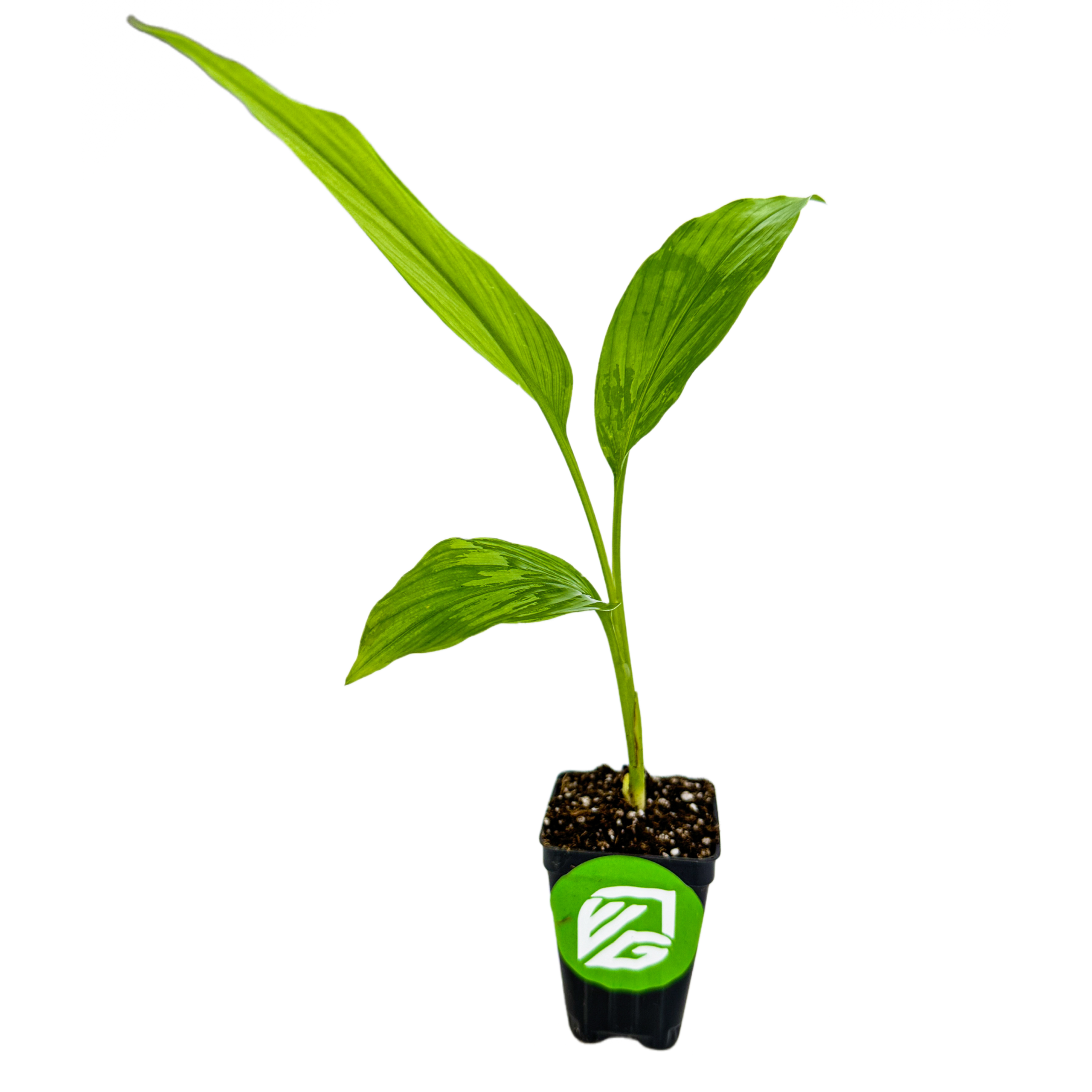 A Disney Hardy Ginger Lily (Hedychium coccineum) from Wellspring Gardens grows three slender green leaves in soil inside a black pot with a green label and white logo, set against a plain white background.
