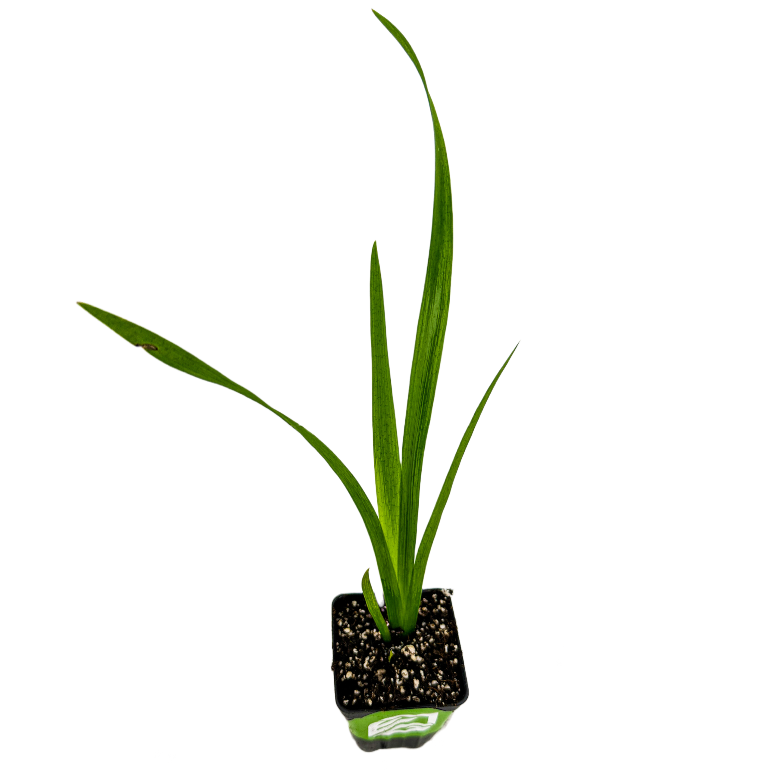 The Louisiana Iris 'Wow Factor' Native American Wildflower by Wellspring Gardens features long, slender green and yellow leaves in a black square pot with dark soil, shown isolated on a white background.
