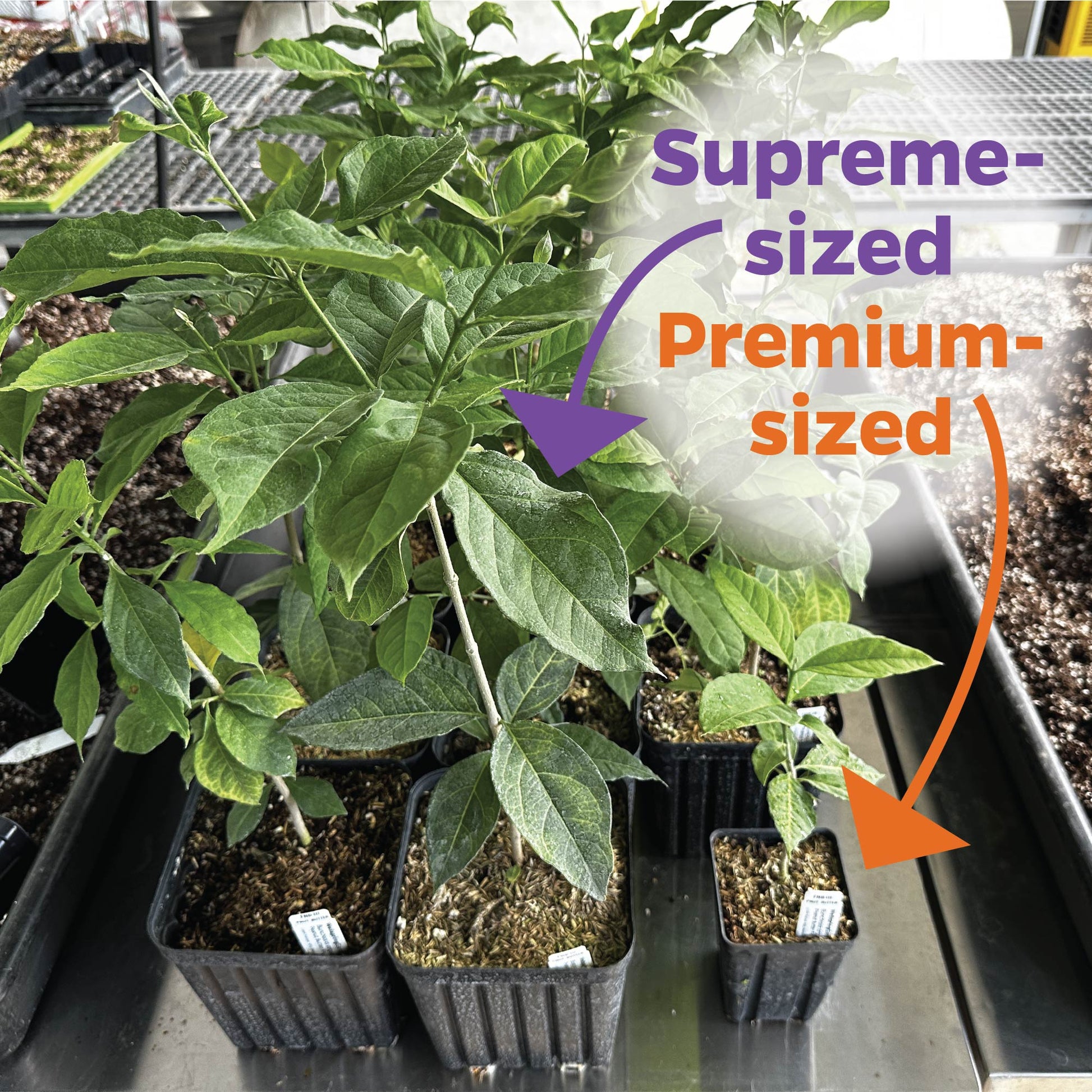 Peanut Butter Fruit Tree in a 3/4 Gallon Pot - Bunchosia argentea (Supreme)