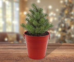Christmas Tree Grow Kit | Growing medium + Pail + Spruce seed packet
