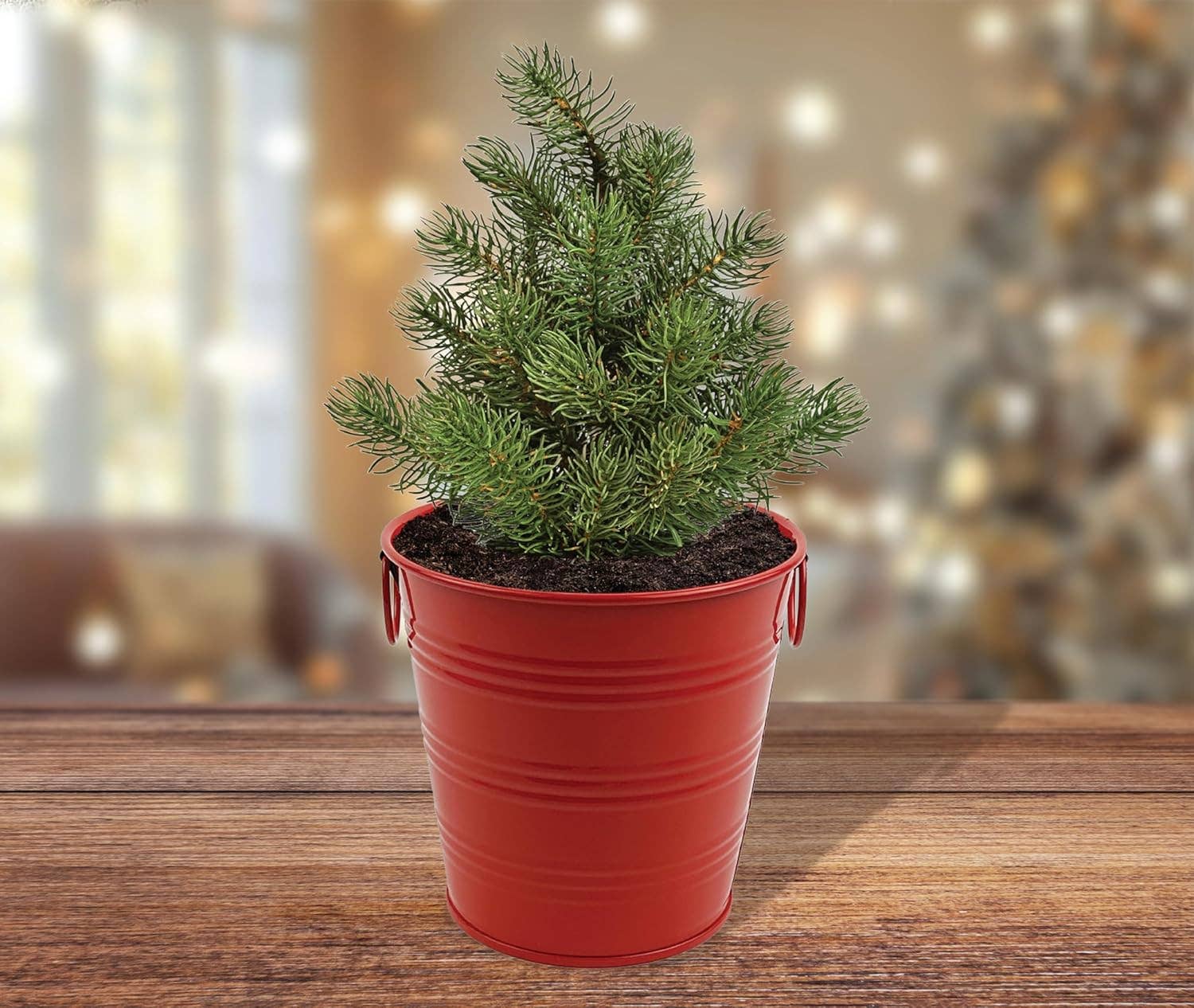 Christmas Tree Grow Kit | Growing medium + Pail + Spruce seed packet