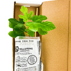 A potted fig plant with green leaves in branded paper, packed in an open shipping box—perfect to pair with your new Wellspring Gardens Illinois Everbearing Red Mulberry Tree (Morus rubra).