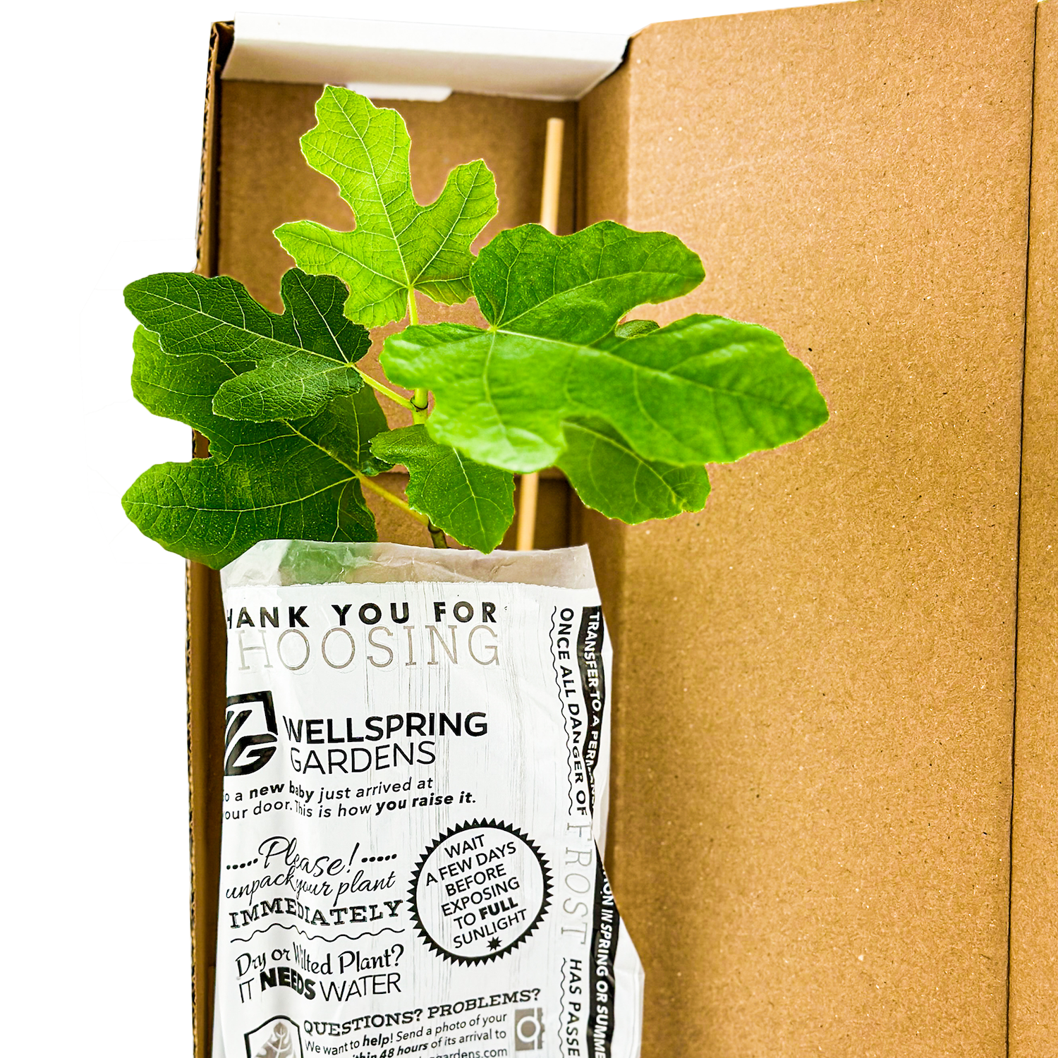 A potted fig plant with green leaves in branded paper, packed in an open shipping box—perfect to pair with your new Wellspring Gardens Illinois Everbearing Red Mulberry Tree (Morus rubra).