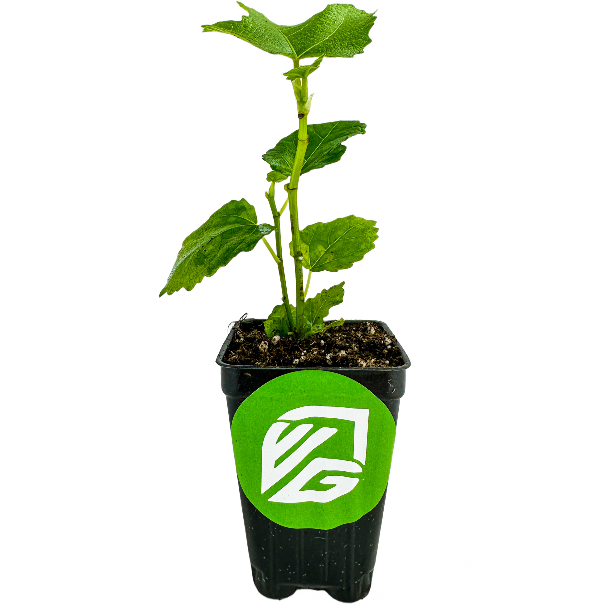 LSU Gold Fig Tree - Ficus carica