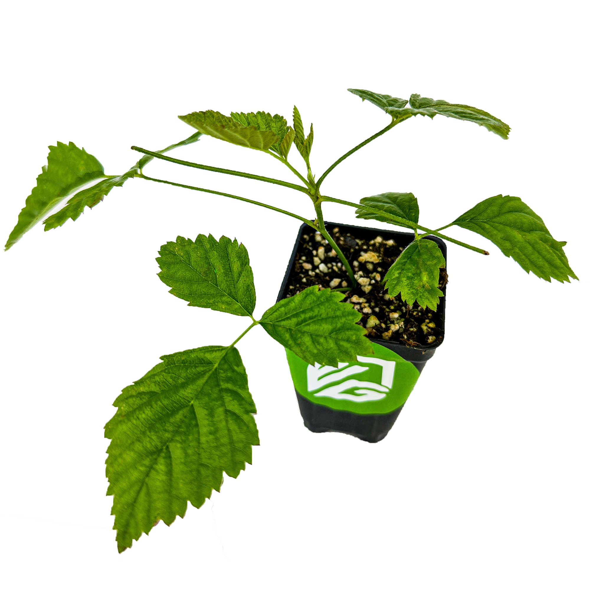 A young Boysenberry (Rubus) plant from Wellspring Gardens, with serrated green leaves, grows in a black plastic pot featuring a green and white logo, set against a white background.
