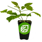 A Boysenberry - Rubus plant from Wellspring Gardens grows in a black plastic pot with a green and white VG logo. The pot contains soil and small rocks, and the scene is set against a white background.