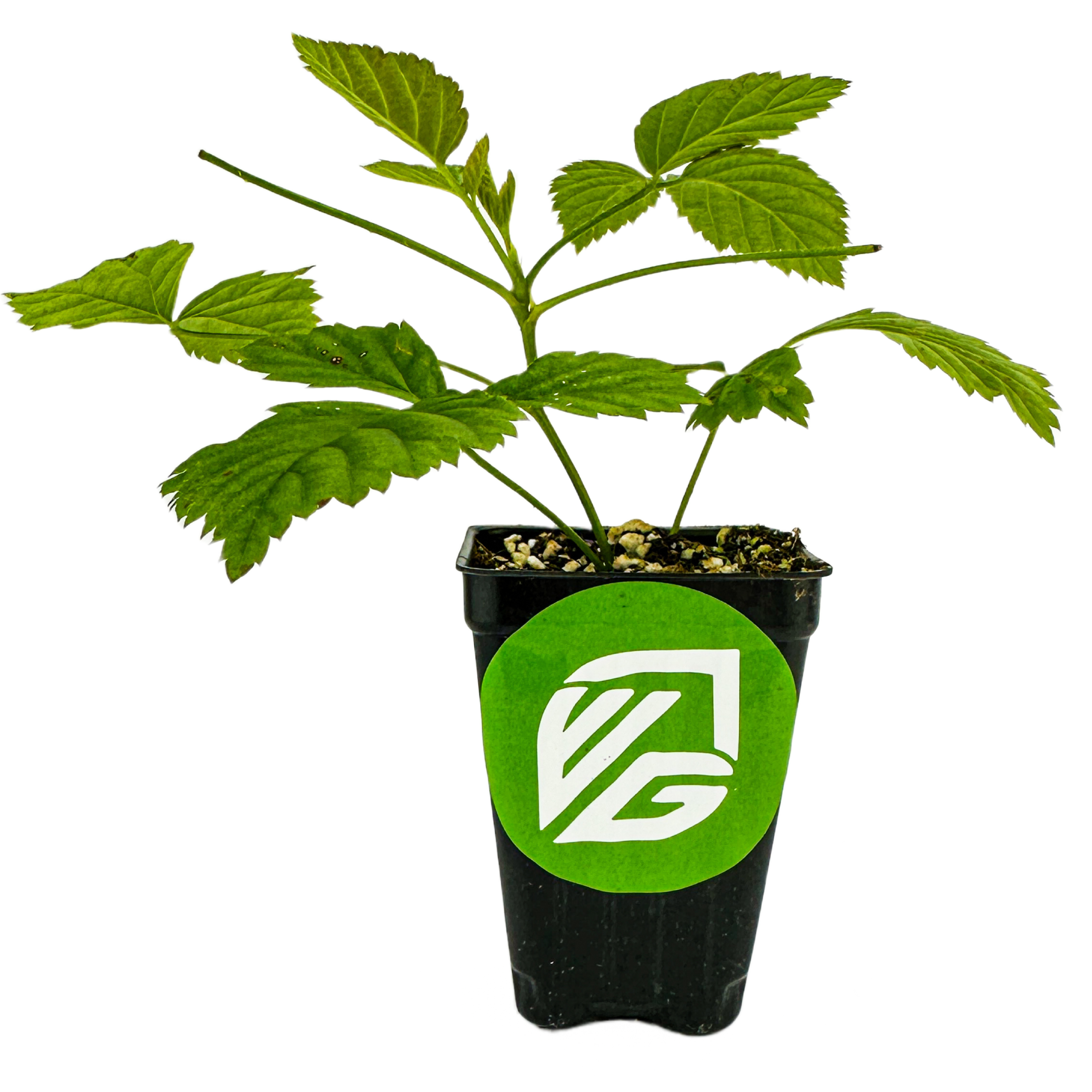 A Boysenberry - Rubus plant from Wellspring Gardens grows in a black plastic pot with a green and white VG logo. The pot contains soil and small rocks, and the scene is set against a white background.