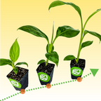 Banana Fuel Plant Fertilizer - Water-Soluble 15-5-30 Blend - (1 or 2 LB bag)