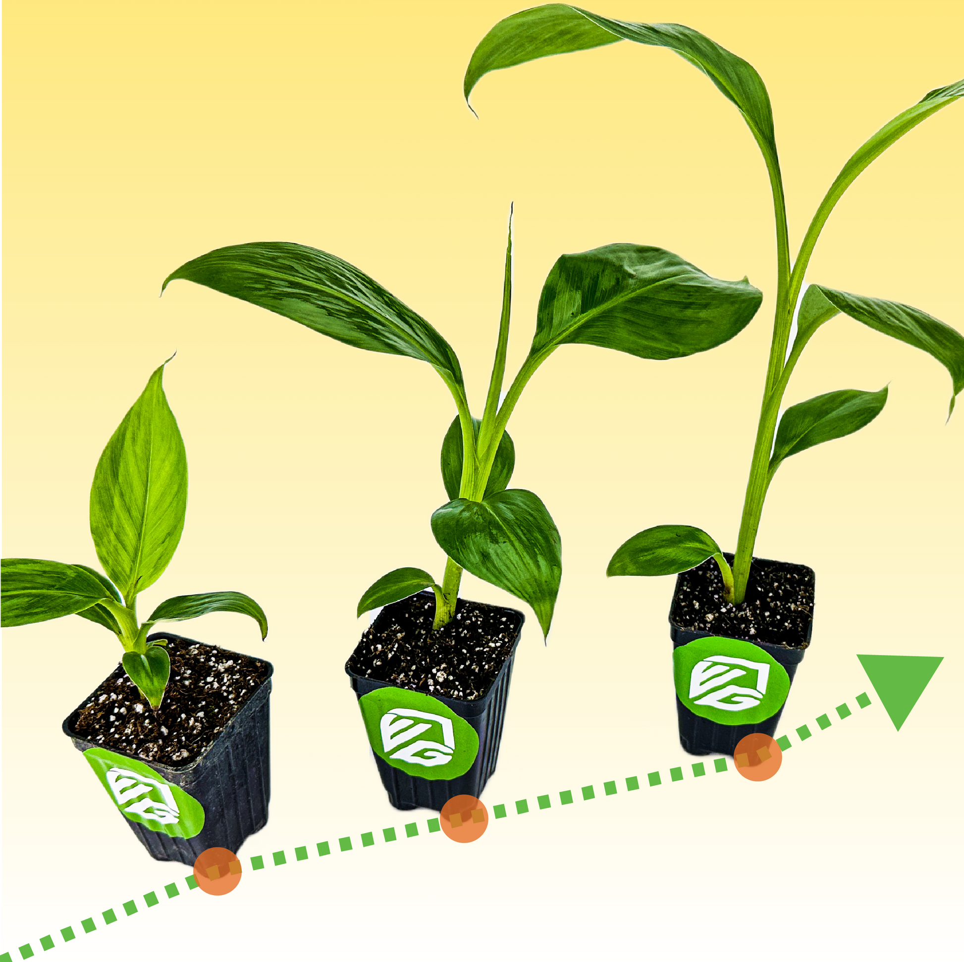 Banana Fuel Plant Fertilizer - Water-Soluble 15-5-30 Blend - (1 or 2 LB bag)