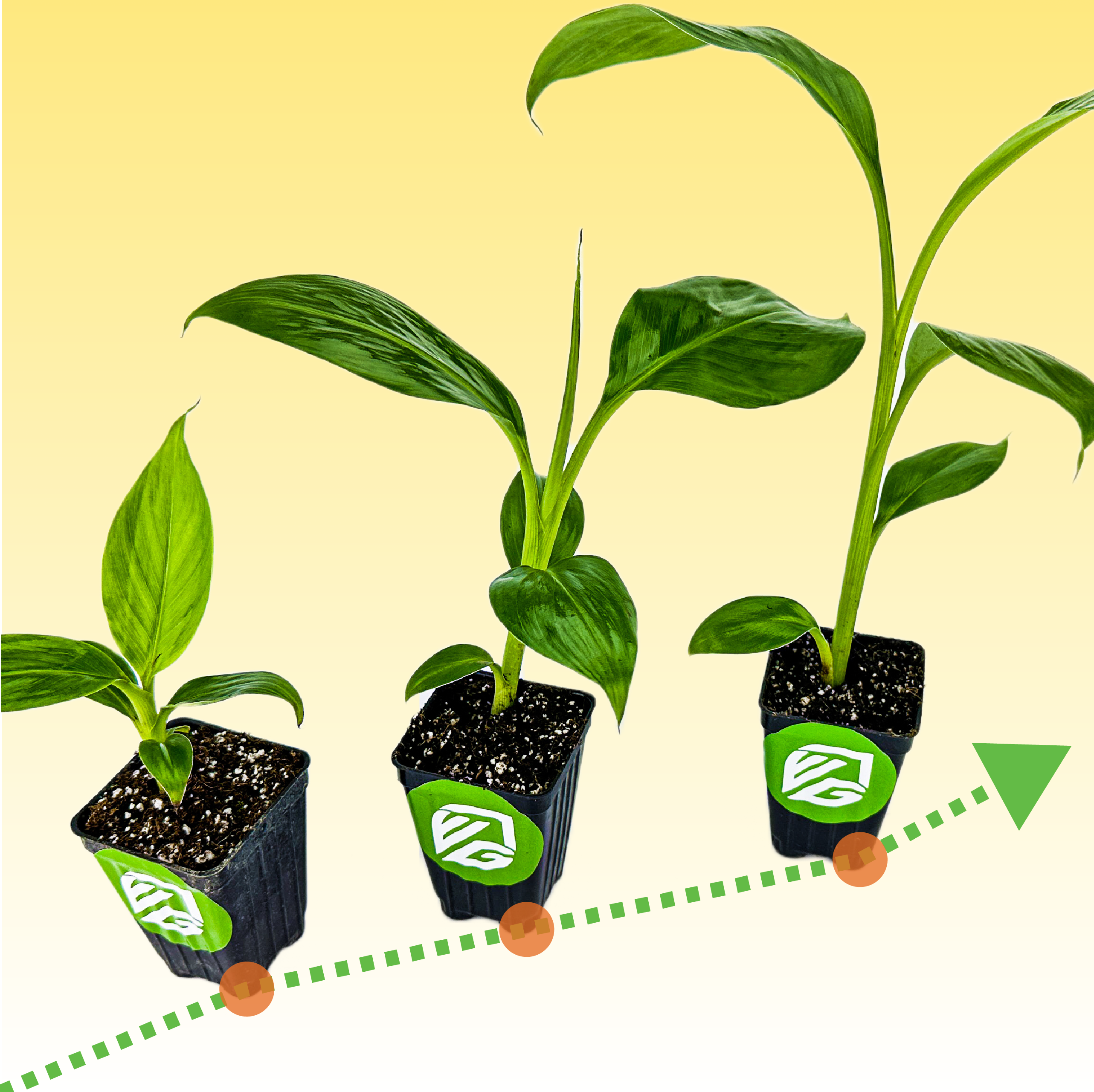 Banana Fuel Plant Fertilizer - Water-Soluble 15-5-30 Blend - (1 or 2 LB bag)