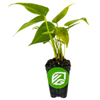 A small Anthurium Fire Glow ppaf (Fireglow) from Wellspring Gardens, with broad green leaves in a black pot featuring the brand’s green logo. This indoor plant is noted for its vibrant red flowers and set against a white background.