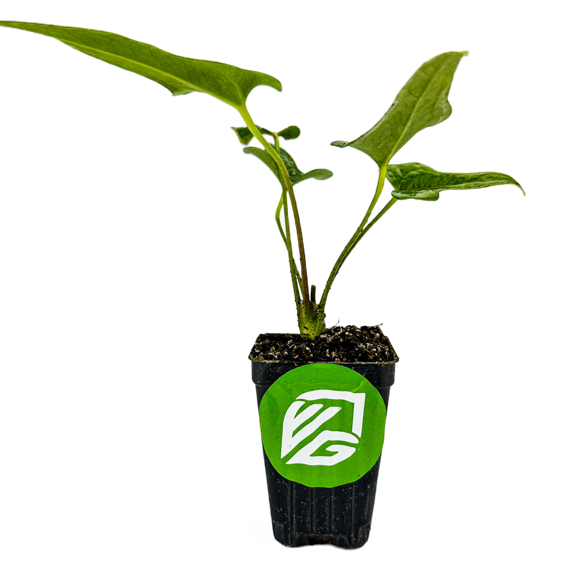 Anthurium podophyllum - Anthurium