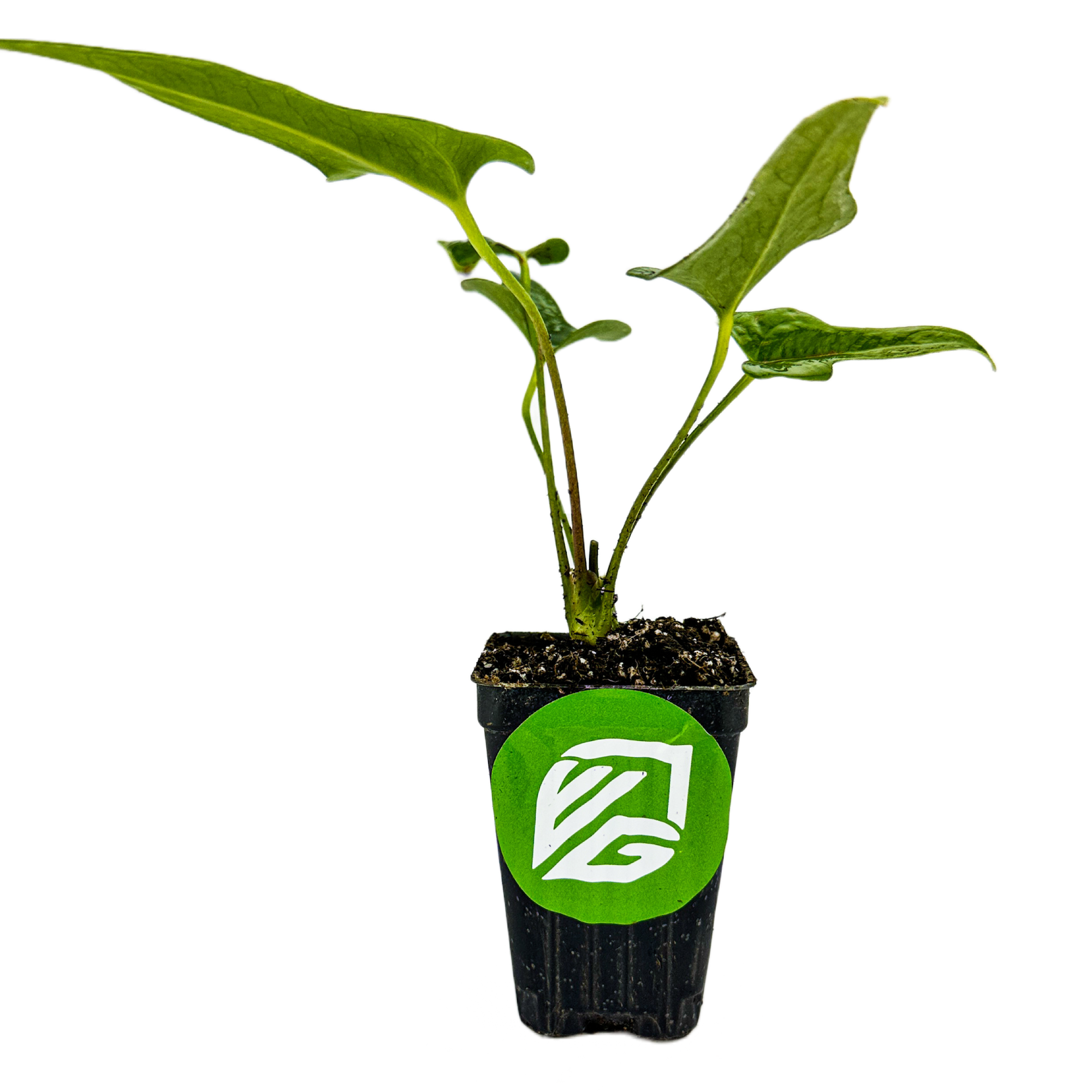 Anthurium podophyllum - Anthurium