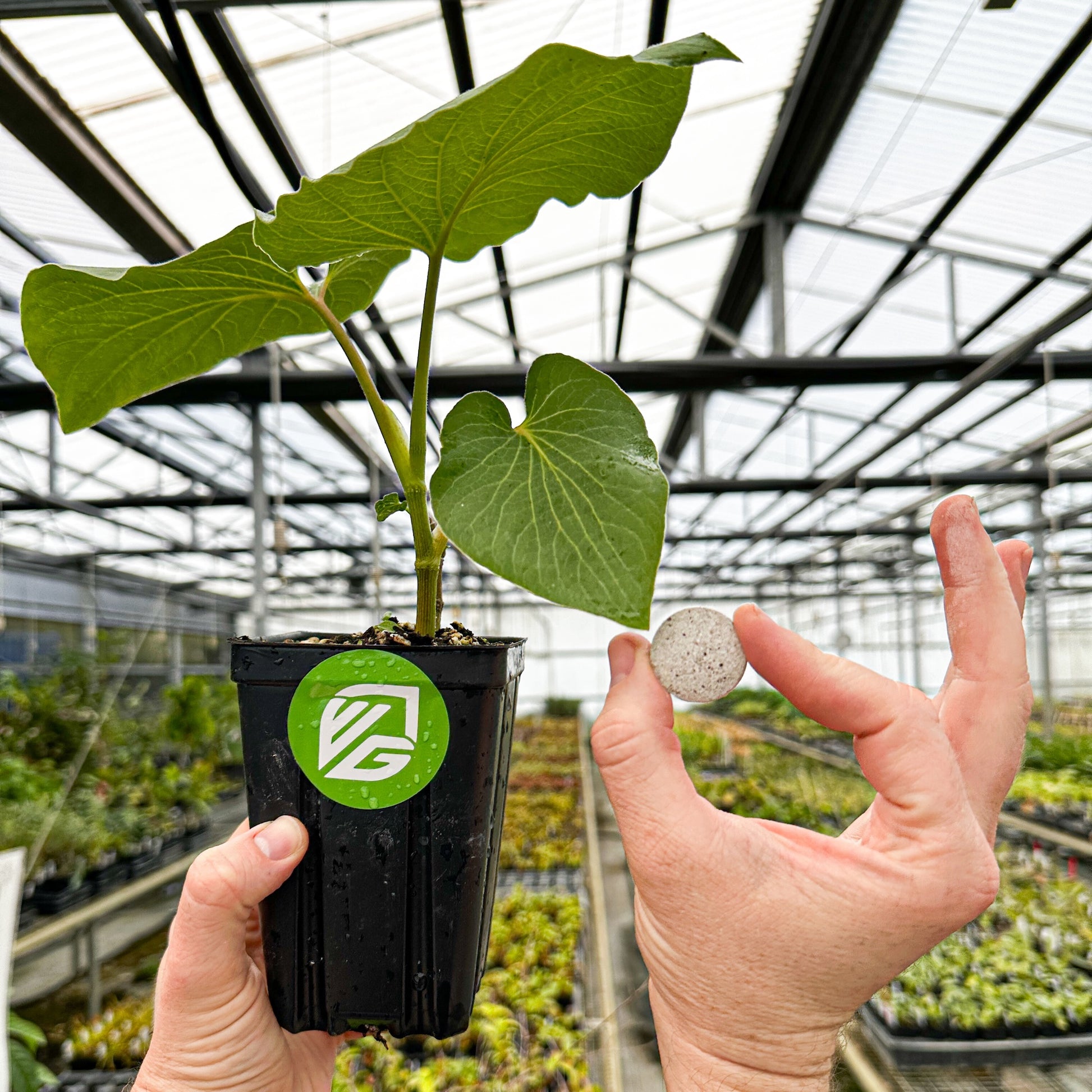 Mexican Pepperleaf + 2 Transplant Shock Tablets (Hoja Santa Root Beer Leaf Plant) - Piper auritum (Premium Size)