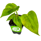 The Wellspring Gardens Anthurium Red Sensation Houseplant features large, heart-shaped green leaves with visible veins. Grown in a black plastic pot with a labeled tag, it’s ideal for improving indoor air quality.