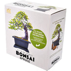 Bonsai Spruce Grow Kit | Planter + Growing medium + Seeds