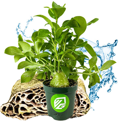 Maze Plant (Ant Plant) - Hydnophytum papuanum (4" pot)