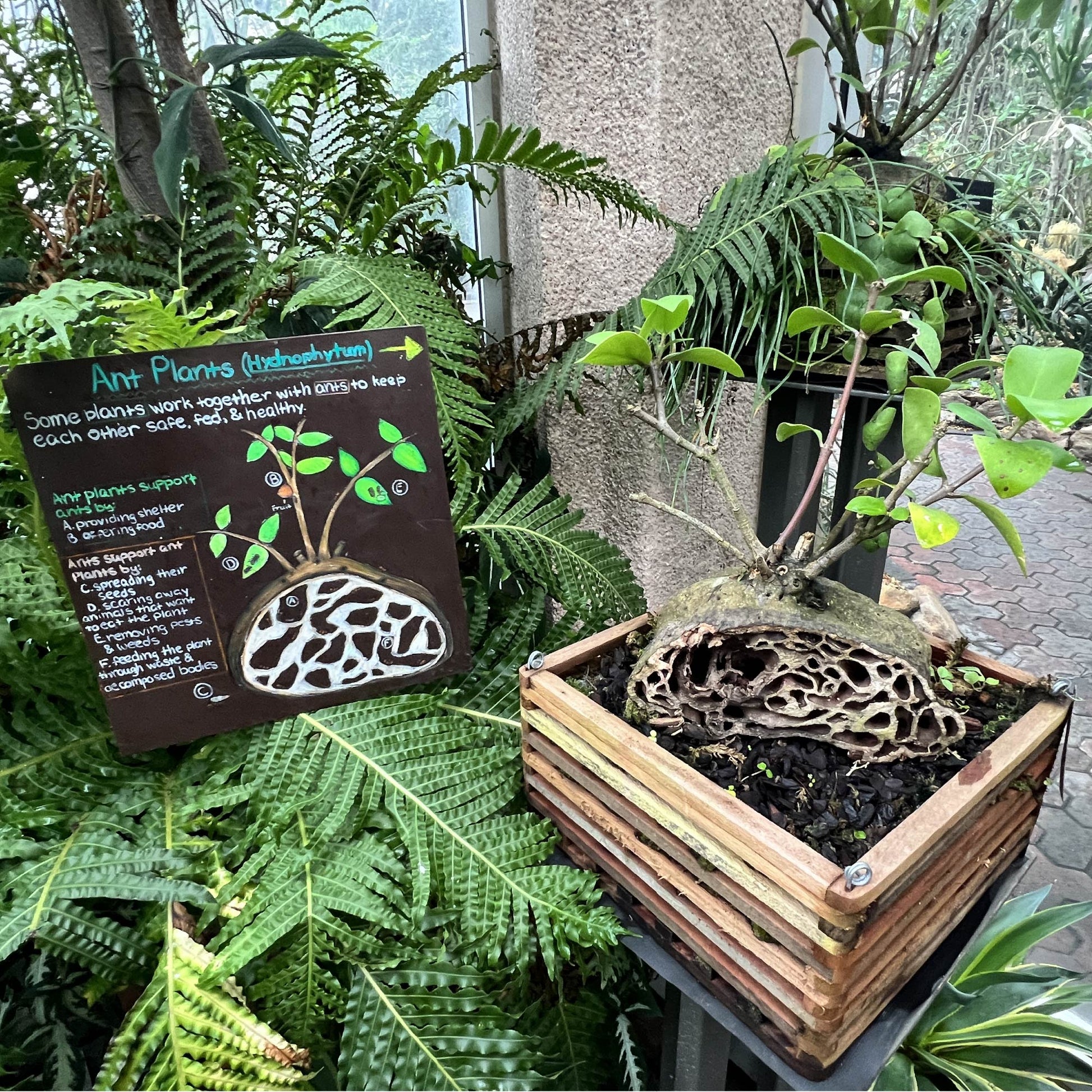 Maze Plant (Ant Plant) - Hydnophytum papuanum (4" pot)