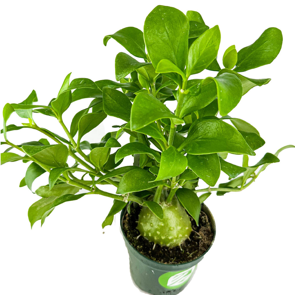 Maze Plant (Ant Plant) - Hydnophytum papuanum (4" pot)