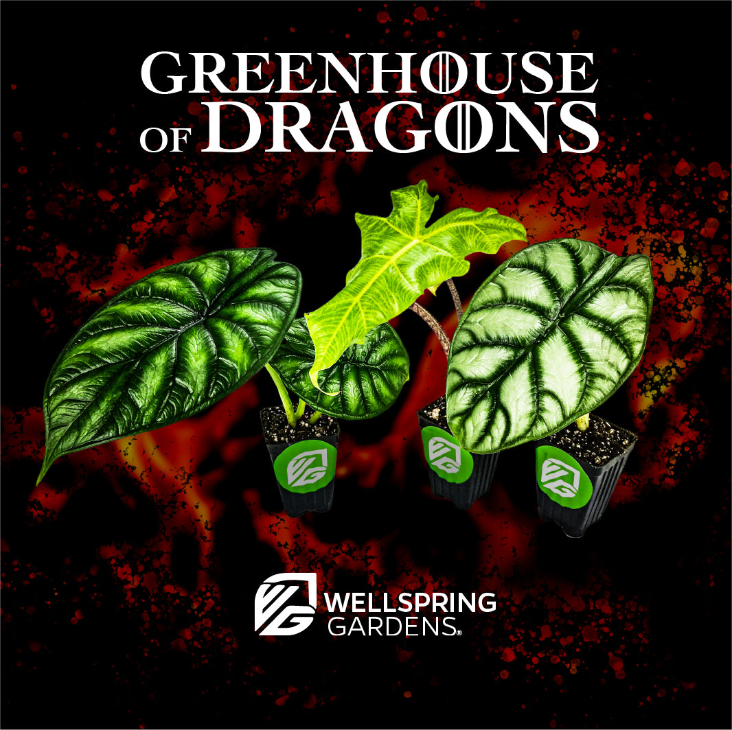 Greenhouse of Dragons Bundle (3 Dragon Alocasias): Dragon Scale, Golden Dragon & Silver Dragon