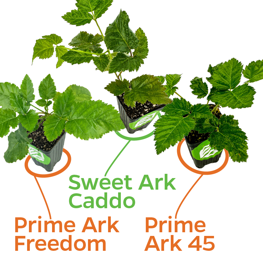 3 Blackberries bundle: 1 Prime Ark Freedom, 1 Sweet Ark Caddo, 1 Prime Ark 45