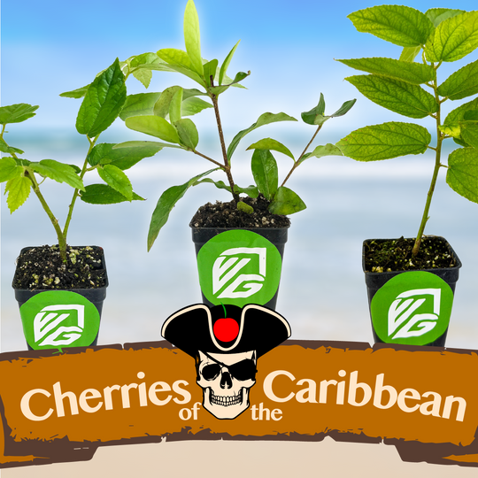 3 Cherries of the Caribbean bundle: Barbados Cherry, Red Jamaican & Yellow Jamaican