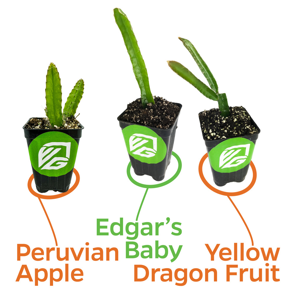 3 Dragon Fruits Bundle: 1 Edgar Baby, 1 Peruvian Apple, 1 Yellow Dragon