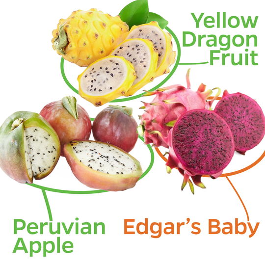 3 Dragon Fruits Bundle: 1 Edgar Baby, 1 Peruvian Apple, 1 Yellow Dragon