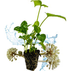 A young Japanese Aralia 'Paperplant' (Fatsia japonica) from Wellspring Gardens with exposed roots sits above soil, surrounded by white, sphere-shaped accents and a splash of water, all set against a white background.